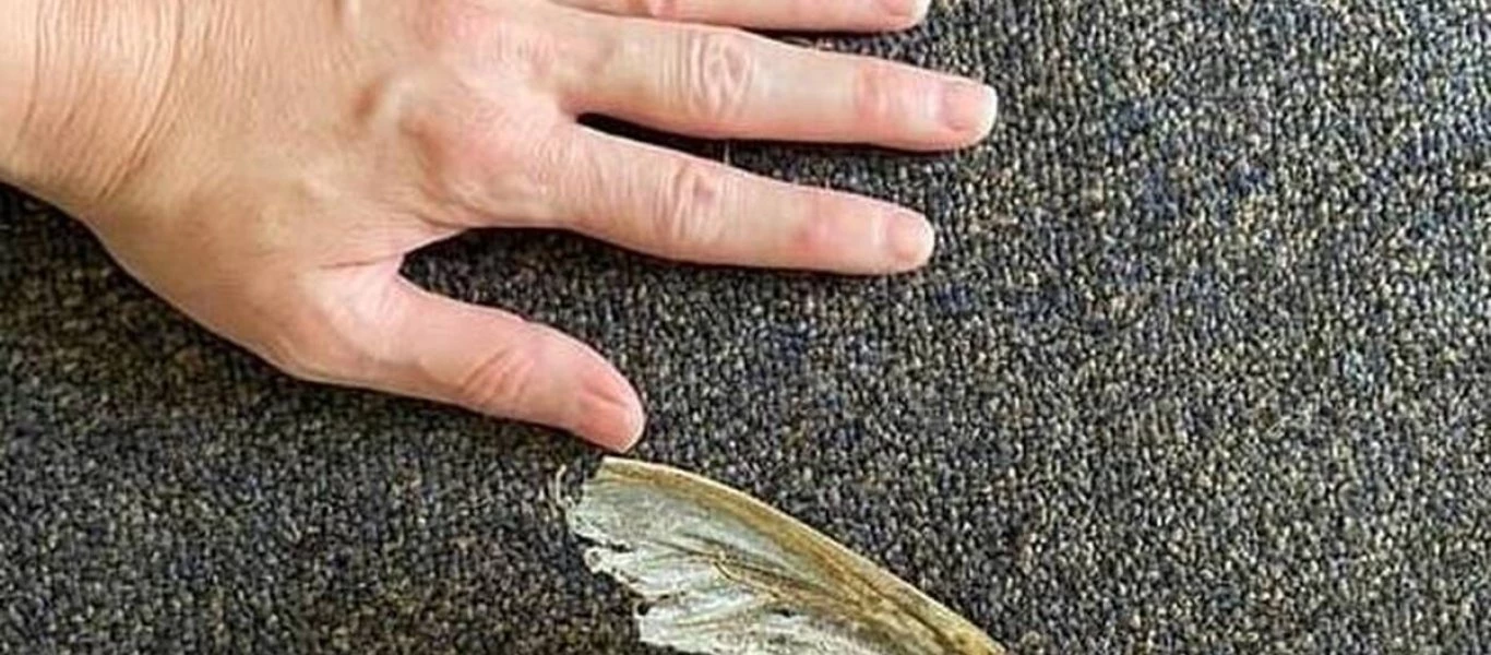 Γυναίκα καθάριζε το σπίτι και είδε ένα τεράστιο φτερωτό πλάσμα (φωτό)